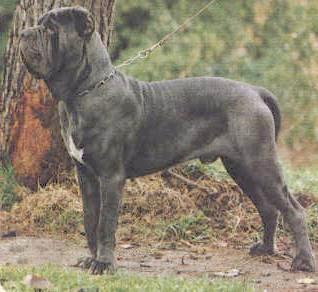 mastino.jpg