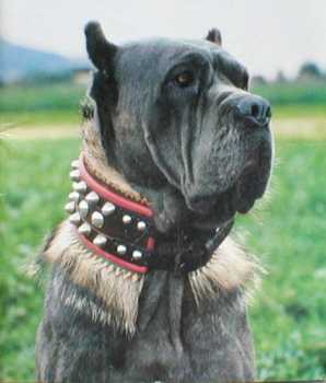 mastino2.jpg